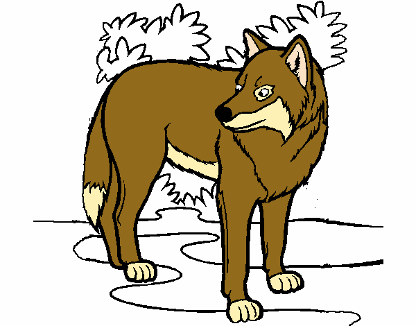 Desenho Lobo pintado por raposaflam
