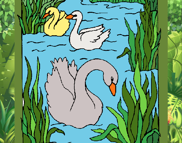Desenho Cisnes pintado por Sil