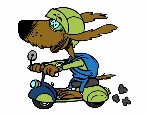 Cão motociclista