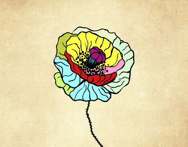 Desenho Flor de papoila pintado por jmario