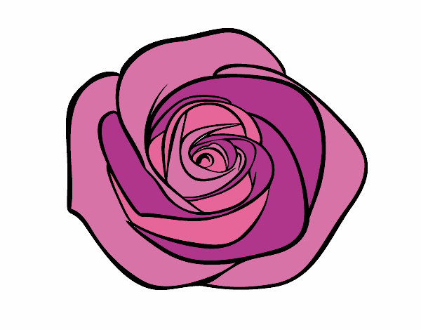 Flor de rosa