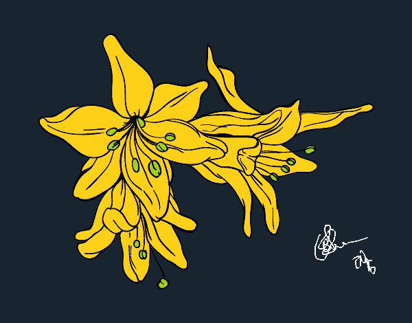 Desenho Flores do lilium pintado por wagnermoys