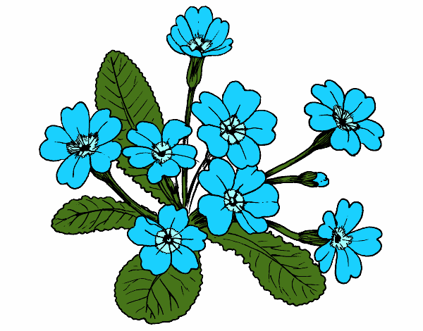 Desenho Primula pintado por Jujuli