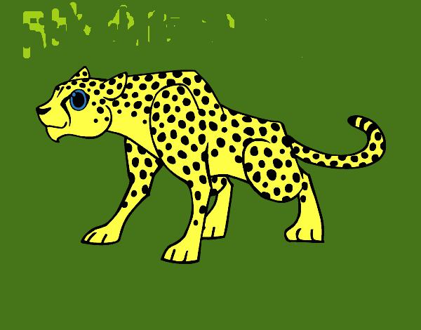 Desenho Um guepardo pintado por leidimar 
