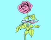 Desenho Uma rosa pintado por ManuGamer4