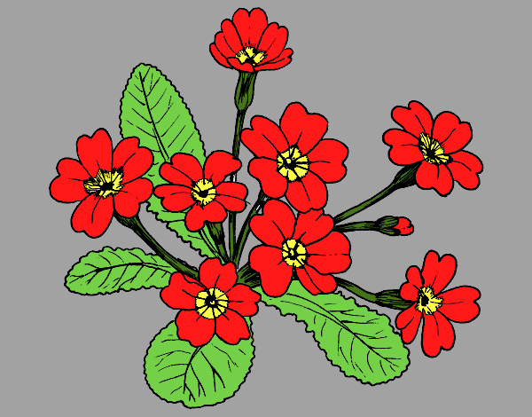 Desenho Primula pintado por LEHTY