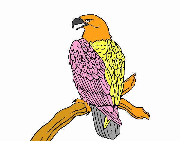 Desenho Águia num ramo pintado por erca