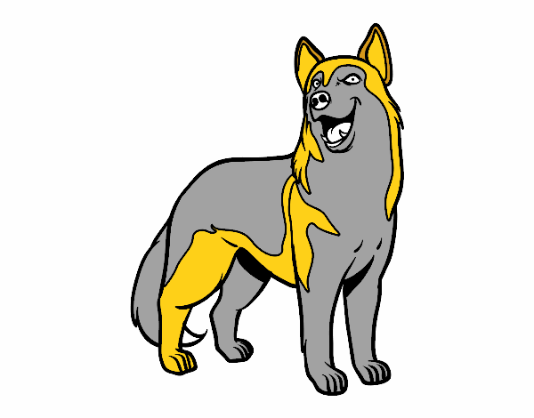 Desenho Cão lobo pintado por erca