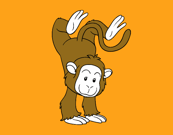 Equilibrista macaco