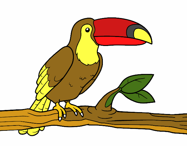 Desenho O tucano pintado por erca