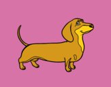 Desenho Cão dachshund pintado por novinha