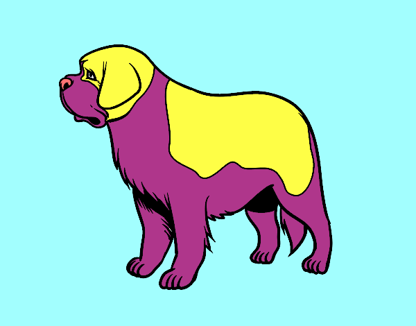 Cão São-bernardo