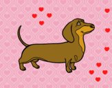 Desenho Cão dachshund pintado por novinha