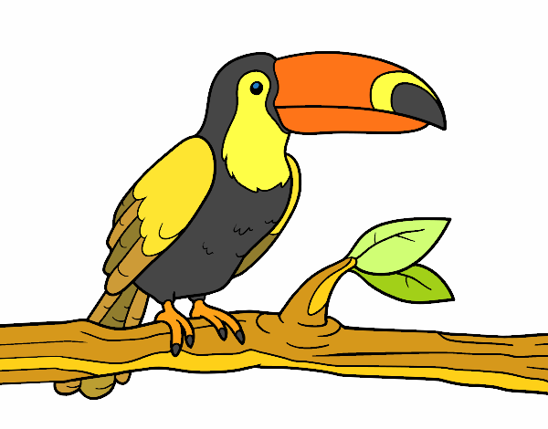 Desenho O tucano pintado por NILCEIA