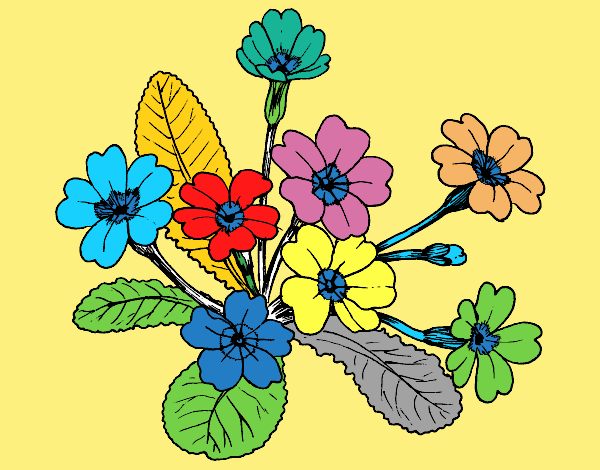 Desenho Primula pintado por Anton