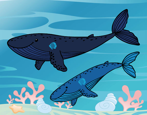 a baleias azuis 