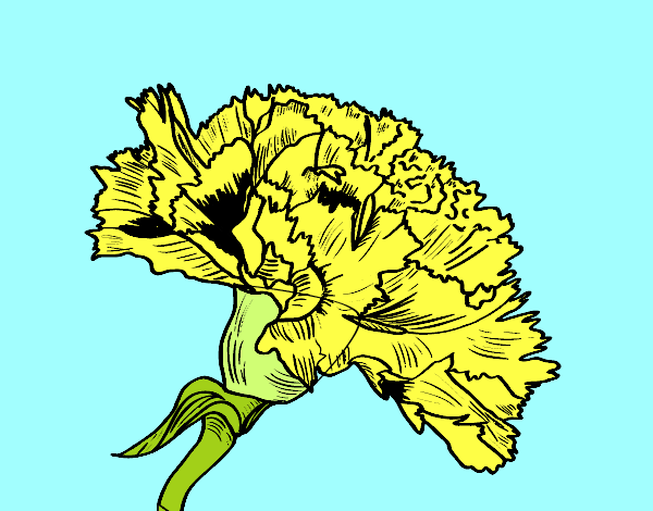 Flor de cravo