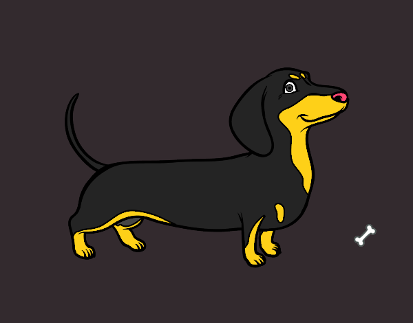 Cão dachshund