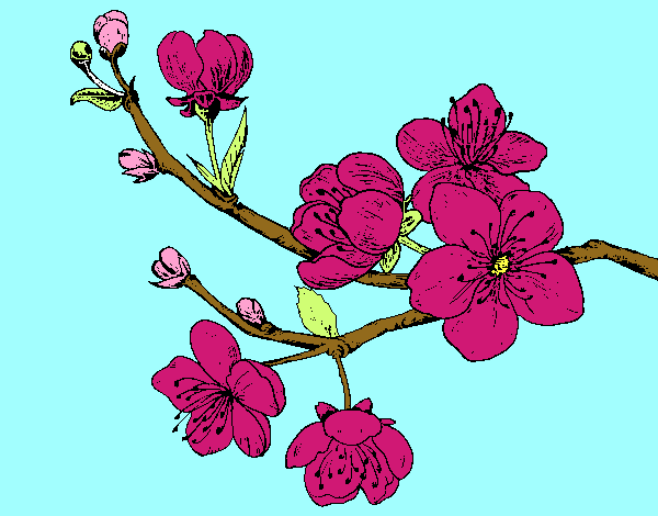 Desenho Filial da cereja pintado por Layssa 