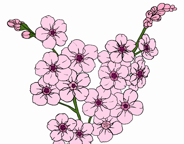Desenho Flor de cerejeira pintado por Silma 