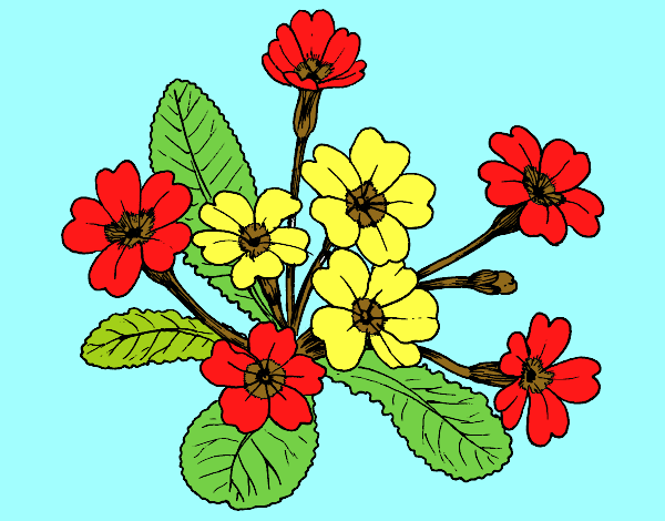 Desenho Primula pintado por ROSE123