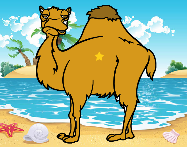 Camelo chato