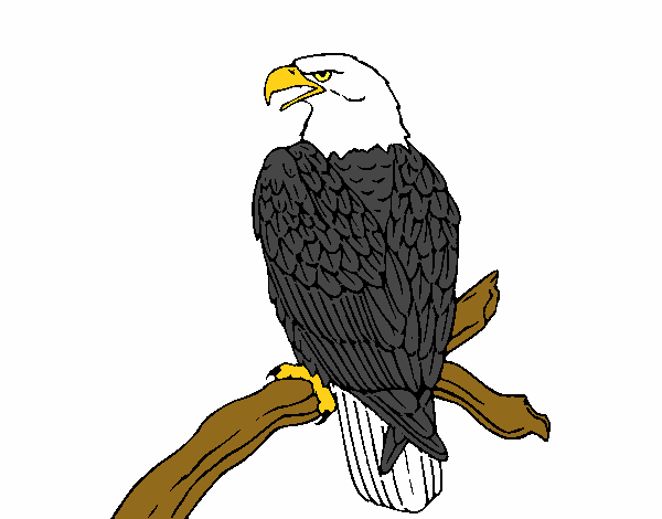 Desenho Águia num ramo pintado por Aioros