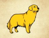 Desenho Cão Golden retriever pintado por colori