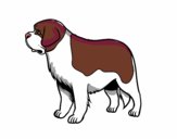 Desenho Cão São-bernardo pintado por colori