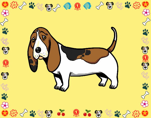 Um Basset hound
