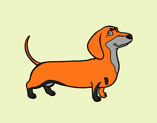 Desenho Cão dachshund pintado por brankuzo 