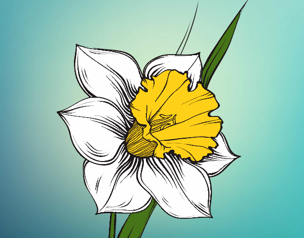Desenho Flor de narciso pintado por CamillaD