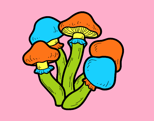 Desenho Cogumelos venenosos pintado por carmasiana