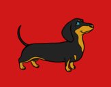Desenho Cão dachshund pintado por jabuti