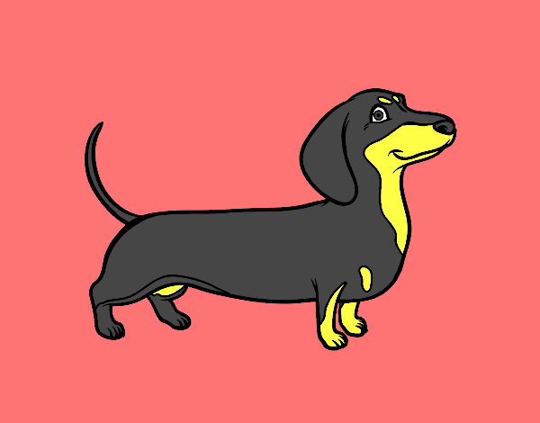 Desenho Cão dachshund pintado por Valeriah