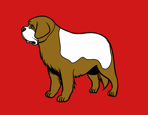 Desenho Cão São-bernardo pintado por Valeriah