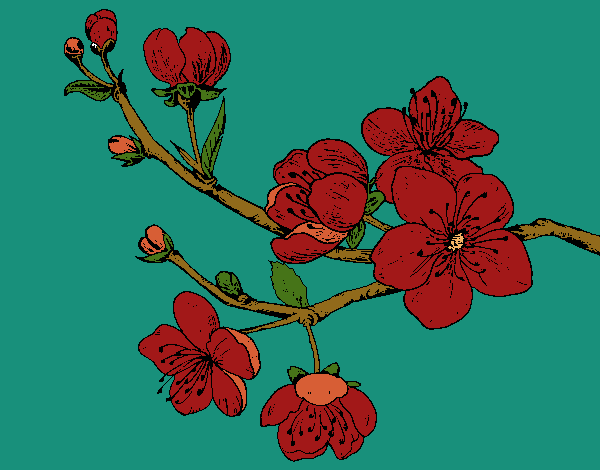 Desenho Filial da cereja pintado por dillonvaz