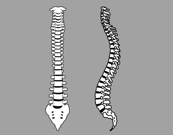 Coluna vertebral