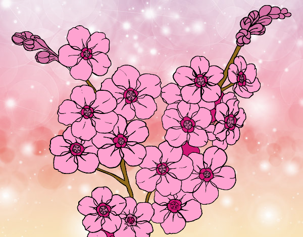 Desenho Flor de cerejeira pintado por orandi
