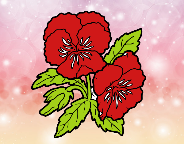 Desenho Flores de amor-perfeito pintado por orandi