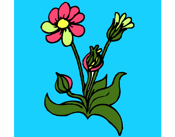 Flores 2