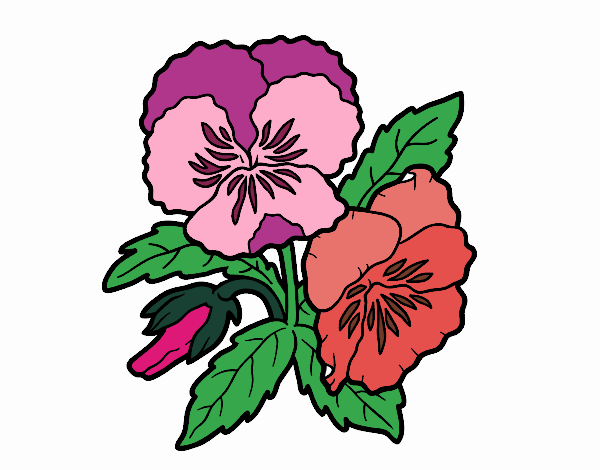Desenho Flores de amor-perfeito pintado por vanicola