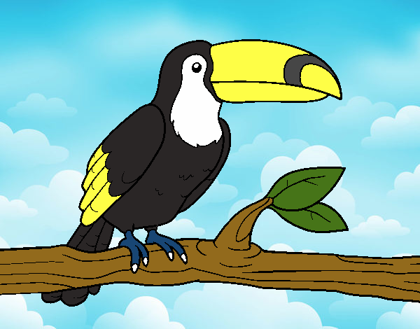 Desenho O tucano pintado por Crismayumi