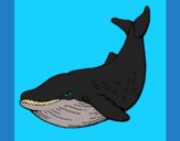 Desenho Orca pintado por jabuti