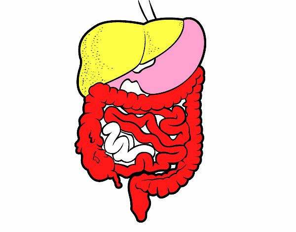 Aparelho digestivo