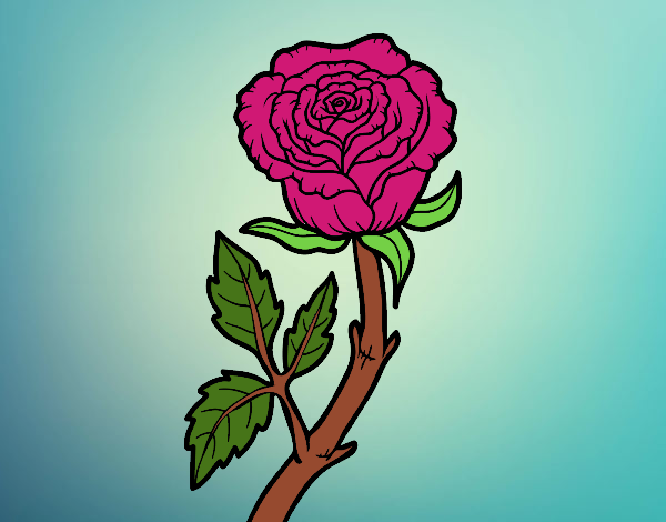 Rosa selvagem