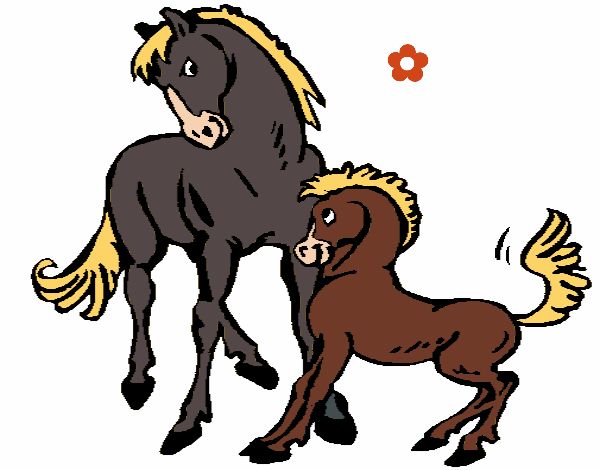 Cavalos