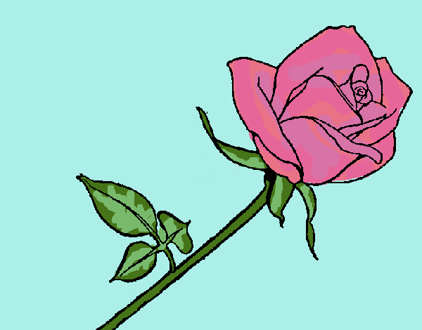 Desenho Rosa pintado por ceciliaz
