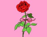Desenho Uma rosa pintado por catymia 