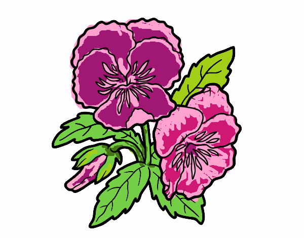 Desenho Flores de amor-perfeito pintado por m28castro